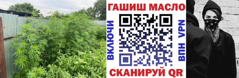 где продают наркотики  Сосновка  ТГК гашишное масло 